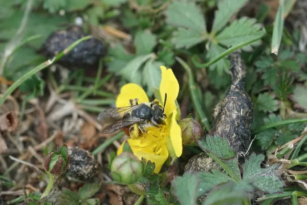 stock image Natural closeup on a small red colored female Red-girdled, mining bee, Andrena labiata on a yellow Potentilla flower