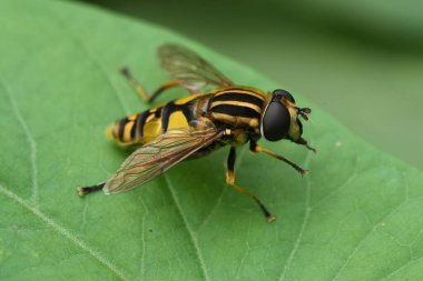 Detailed closeup on a striped Hailing bIlly or Sun fly hoverfly, Helophilus pendulus on a green leaf clipart