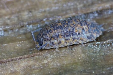 Natural closeup on an unusual colored adult woodlouse , Porcellio scaber hiding on a piece of wood clipart