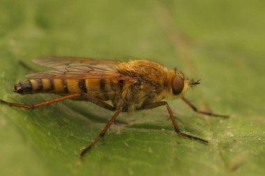 Yakından incelenen altın sarısı, kahverengi, sivri uçlu, Thereva nobilitata