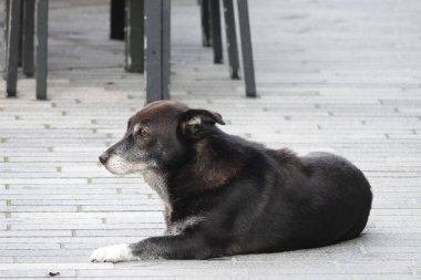 Asfaltlı bir yüzeyde, sakin bir tavırla yatan siyah bir sokak köpeği. Köpeğin hafif gri bir ağzı var ve yana doğru konumlandırılmış, çevresini gözlemliyor..