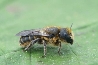 Avrupa Jersey Mason Arısı, Osmia Yeşil Yaprak Üzerinde Doğal Yakın Çekim