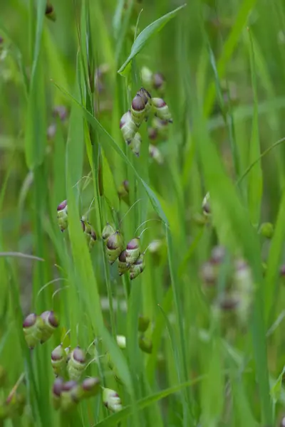 stock image Natural closeup on the hanging seed heads of the Greater Quaking Grass, Briza maxima against a green background