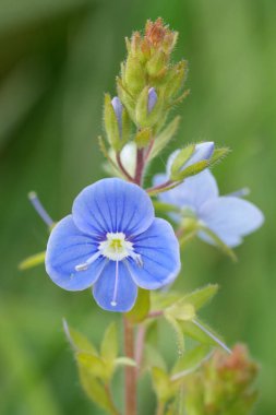 Alman Speedwell 'in zümrüt mavisi çiçeğine doğal renklerle yakın plan, Veronica Chamaedrys