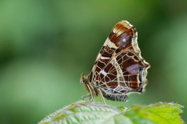 Avrupa Harita Kelebeği, Araschnia Levana 'nın taze portakal rengi bahar mevsiminde doğal olarak yakın plan çekimleri, kapalı kanatlarla