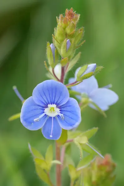 stock image Natural colorful closeup on the emerald blue flower of the germander speedwell, Veronica chamaedrys