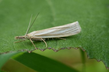 Natural closeup on a small grassmoth, Satin Grass-veneer, Crambus perlella clipart