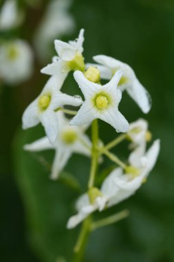 Beyaz çiçekli Oregon ya da Sahil Manroot, Marah Oregon 'a doğal dikey yakın çekim