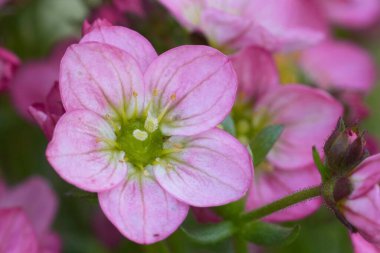 Ayrıntılı, doğal olarak bahçedeki renkli beyaz ve pembe Saxifrage çiçeklerine yakın plan.