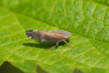 Bahçedeki küçük ama rengarenk bitki özü emen kurbağa böcek Fieberiella Florii 'nin doğal yakın çekimi.