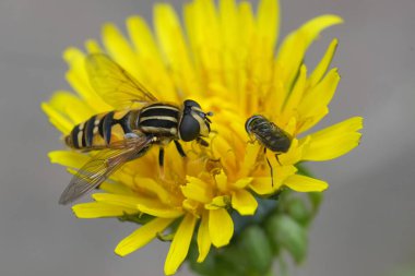 Hayling Billy uçan sineği Helophilus sarkaçlı sarı bir karahindiba çiçeğinin üzerinde doğal bir yakın plan.