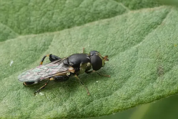 stock image Natural detailed closeup on a thick-legged hoverfly, Syritta pipiens on a green leaf