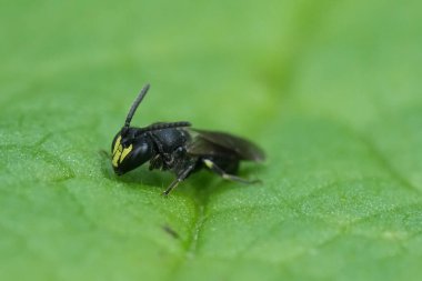 Küçük Avrupalı erkek, beyaz çeneli, sarı yüzlü arı Hylaeus Communis 'e doğal yakınlaşma