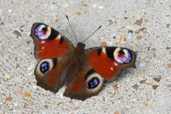 stock image A close-up of a European peacock butterfly, Aglais io, with its wings spread, displaying vibrant eye spots, resting on a textured surface.