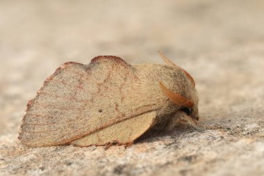 Detailed closeup on the European Phyllodesma suberifolia moth, a parasite on Oak, Quercus , trees clipart