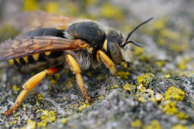 Detailed closeup on a yellow banded male seven-toothed Red-resin solitary bee, Rhodanthidium septemdentatum sitting in vegetation clipart