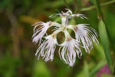 Avusturya 'nın Alplerdeki bir çayırda narin ve kokulu Pembe Dianthus süperbası üzerine detaylı bir yakın plan.