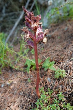 Orobanche Alba 'da doğal yakın plan vahşi kekik Thymus Olytrichus' un kök paraziti.