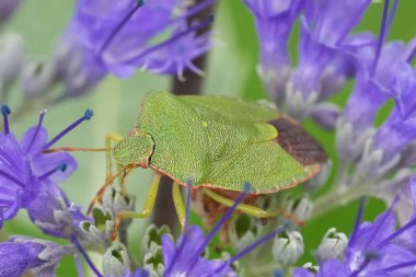 Natural closeup on a European green shieldbug, Palomena prasina in blue Caryopteris cladonensis flowers clipart