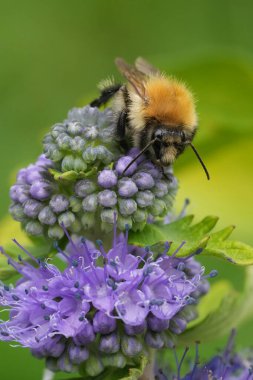 Natural vertical closeup on a worker Brown carder bee, Bombus pascuorum on a blue Caryopteris cladonensis clipart