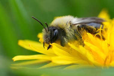 Sarı bir karahindiba giymiş Andrena vaga adlı gri sırtlı bir maden arısının doğal detaylı görüntüsü.