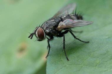 Kıllı Carcelia Tachinid 'in yeşil yapraklı sineğine yakın plan.