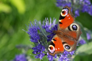 Avrupa Tavuskuşu Kelebeği 'nin detaylı görüntüsü mavi bir Caryopteris Cladonensis çiçeğinin İnachis io' su.