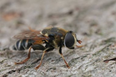 Fransa 'nın Gard kentindeki Merodon avidus kompleksinin Güneydoğu Avrupa' daki bir uçan sineğinin doğal detaylı görüntüsü.