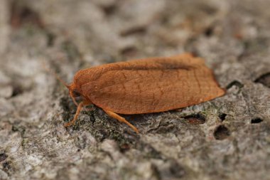 Detailed closeup on a small brown European Carnation Tortrix moth, Cacoecimorpha pronubana sitting on wood clipart