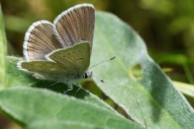 Küçük Kuzey Amerika renkli blackmorei ya da Puget mavi kelebeği, Icaricia icarioides 'in doğal yakın çekimi Kolombiya nehir geçidinde kanatları açık.