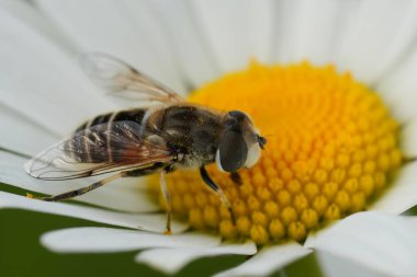 Avrupa insansız hava aracı sineğine doğal renklerde yakın çekim, Öküz Gözlü Papatya çiçeğine Eristalis arbustorum, Leucanthemum vulgare