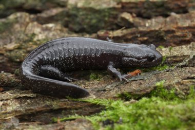 Detailed closeup on a dark and rare Japanese Ishizuchi endemic streamside salamander , Hynobius hirosei on wood clipart