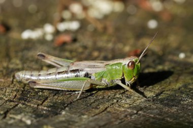 Natural closeup on the Common European meadow grasshopper, Pseudochorthippus parallelus, on Wooden Surface clipart