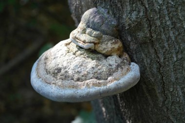 Natural closeup on a tinder conk or polypore mushroom, Fomes fomentarius clipart