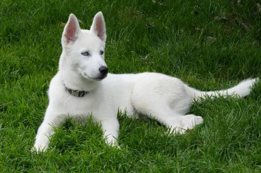 Mavi Gözlü Beyaz Husky Köpeği Bahçedeki Çimlerde Rahatlıyor.