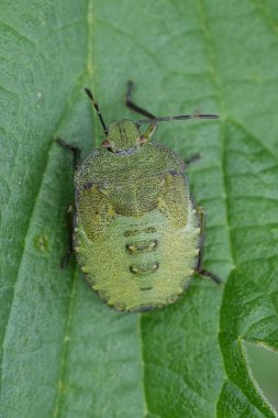 Detailed closeup on a nymph of the European green shieldbug, Palomena prasina clipart