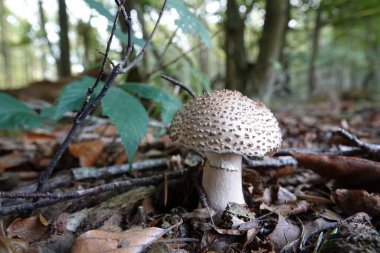 Natural closeup on a freckled dapperling mushroom, Lepiota aspera clipart