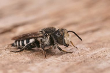 Detailed closeup on a male Sharp-tailed cuckoo cleptoparasitic bee, Coelioxys sitting on wood
