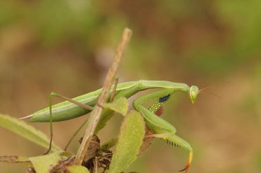 Fransa 'nın Gard kentindeki yeşil bir Avrupa ya da Peygamber Devesi dinine dikey olarak yakın plan çekilmiş.