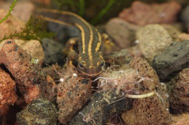 Nesli tükenmekte olan Japon Riu-Kiu kılıç kuyruklu kertenkele Cynops duyarlı semenderi