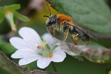 Natural closeup on a female red-legged mining bee, Andrena haemorrhoa on a white Gerabnium flower in the fall clipart