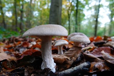 Natural closeup on a Clouded Agaric or Funnel mushroom, Clitocybe nebularis in the forest clipart