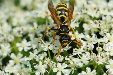Avrupai kağıda yakın plan, Polistes dominula, yaban havucu, Daucus carota, çiçek