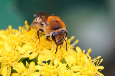 Natural frontal loseup on a Davies Cellophan bee, Colletes daviesanus , sitting on a yellow flower clipart