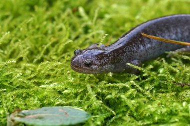 Detailed closeup on a blue spotted juvenile of the endangered Asian Tokyo salamander, Hynobius tokyoensis on green moss clipart