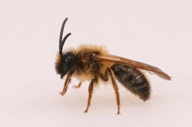 Detailed closeup on a male Grey-gastered mining bee, Andrena tibialis, against a white background clipart