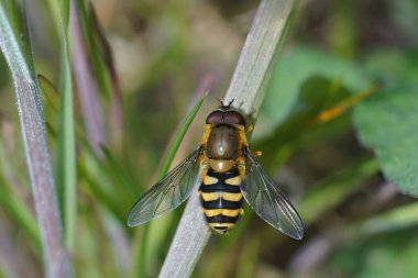 A close-up view of a Syrphus hoverfly perched on a green plant stem. The insect features a distinctive yellow and black striped body, transparent wings, and large eyes, clipart