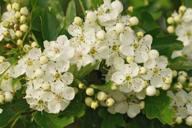 Beyaz, çiçek açan bir şahin dikeni çalısının doğal yakın plan çekimi, Crataegus monogyna