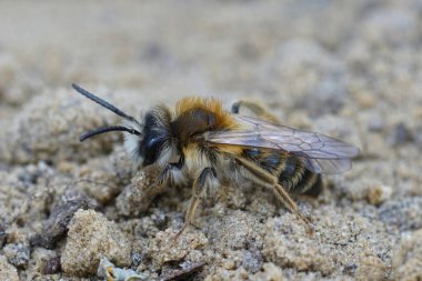 Yerde oturan erkek, beyaz karınlı maden arısı Andrena Gravida 'nın detaylı görüntüsü.