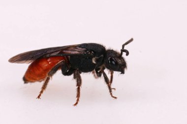 Renkli, kleptoparazit, beyaz dudaklı kan arısı, beyaz arka planda Sphecodes albilabris